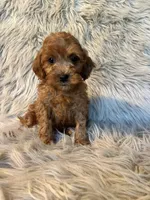 Buddy, a male Cavapoo for sale in Clifton, KS – Photo 4 of 4