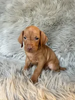 Rosie, a female Vizsla for sale in Clifton, KS – 4 of 4