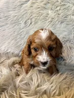 Aspen, a male Cavapoo for sale in Clifton, KS – Photo 2 of 4