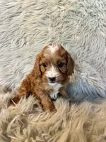 Aspen, a male Cavapoo for sale in Clifton, KS – Photo 4 of 4