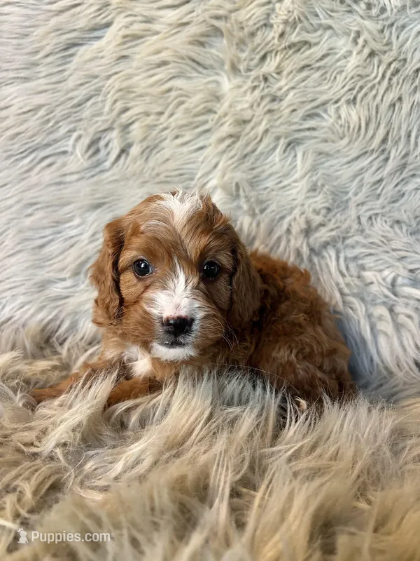 Aspen, a male Cavapoo for sale in Clifton, KS – Photo 1 of 4