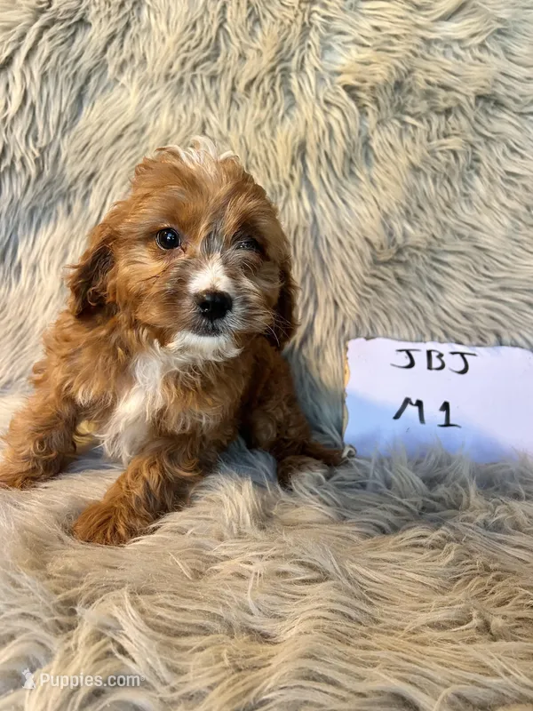 Aspen – Cavapoo puppy for sale in Clifton, KS