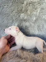 Suzie, a female Miniature Bull Terrier for sale in Clifton, KS – 4 of 4