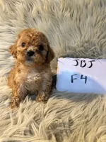 Winnie, a female Cockapoo for sale in Clifton, KS – Photo 3 of 4