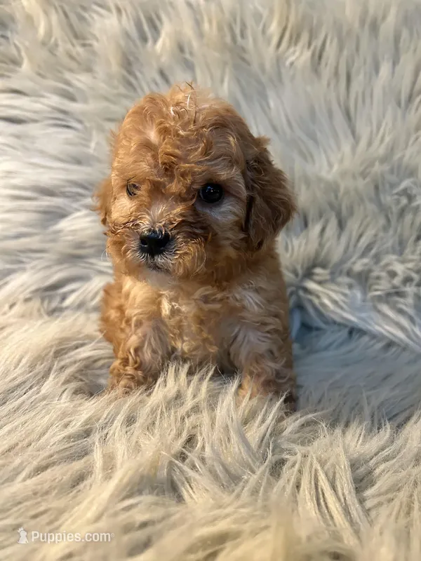 Winnie – Cockapoo puppy for sale in Clifton, KS
