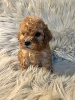 Winnie, a female Cockapoo for sale in Clifton, KS – Photo 1 of 4