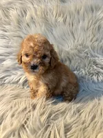 Winnie, a female Cockapoo for sale in Clifton, KS – Photo 2 of 4