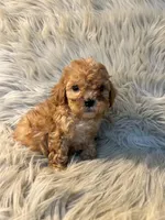 Winnie, a female Cockapoo for sale in Clifton, KS – Photo 4 of 4