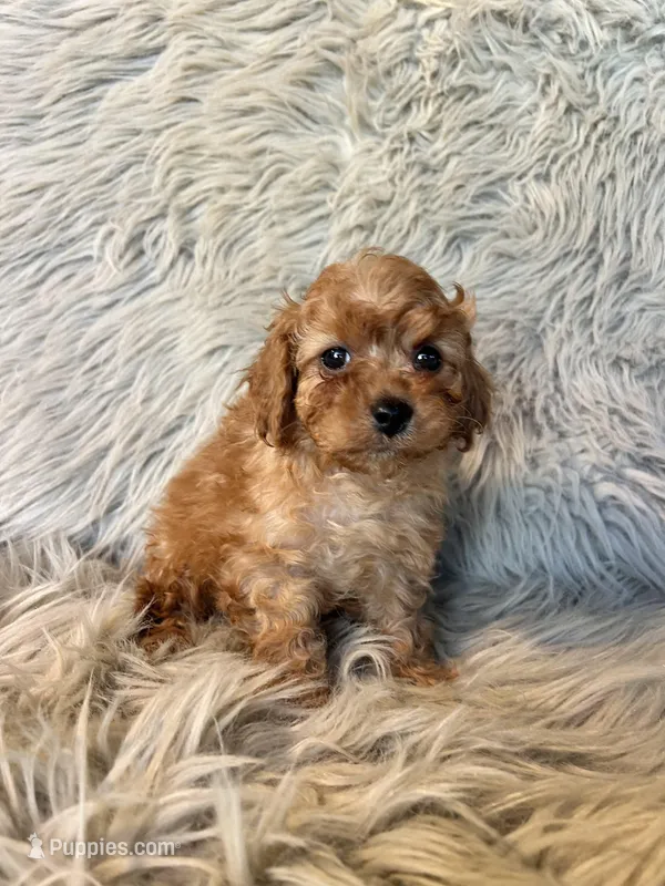 Misty, a female Cavapoo for sale in Clifton, KS – Photo 1 of 4
