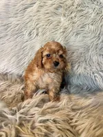 Misty, a female Cavapoo for sale in Clifton, KS – Photo 4 of 4