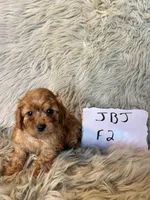 Misty, a female Cavapoo for sale in Clifton, KS – Photo 3 of 4