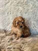 Misty, a female Cavapoo for sale in Clifton, KS – Photo 2 of 4