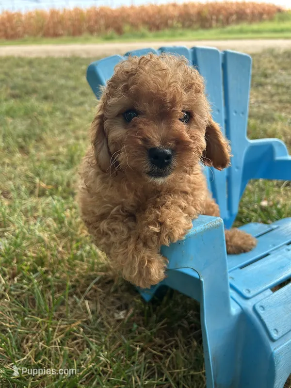 Apollo – Cavapoo puppy for sale in Clifton, KS