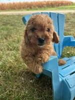 Apollo, a male Cavapoo for sale in Clifton, KS – 1 of 4