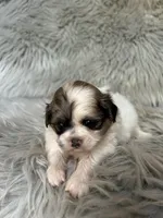 Bella, a female Shih Tzu for sale in Clifton, KS – 2 of 4