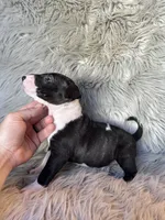 Molly, a female Miniature Bull Terrier for sale in Clifton, KS – 4 of 4