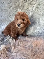 Ace, a male Cockapoo for sale in Clifton, KS – 2 of 4