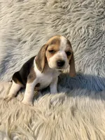 Bailey , a female Beagle for sale in Clifton, KS – 4 of 4