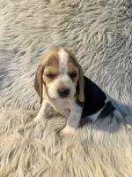 Bailey , a female Beagle for sale in Clifton, KS – 3 of 4