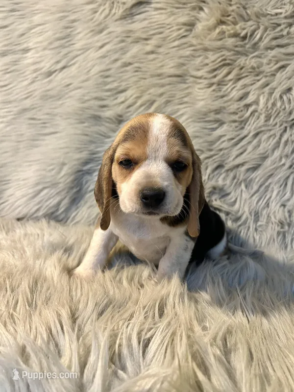 Bailey  – Beagle puppy for sale in Clifton, KS