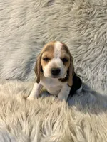 Bailey , a female Beagle for sale in Clifton, KS – 1 of 4