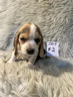 Bailey , a female Beagle for sale in Clifton, KS – 2 of 4