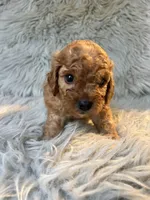 Apollo, a male Cavapoo for sale in Clifton, KS – 4 of 4