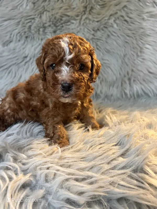 Brody – Cavapoo puppy for sale in Clifton, KS