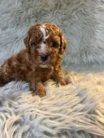 Brody, a male Cavapoo for sale in Clifton, KS – 1 of 4
