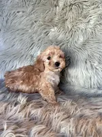Tammy, a female Cockapoo for sale in Clifton, KS – 4 of 4