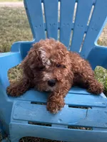Brody, a male Cavapoo for sale in Clifton, KS – 2 of 4