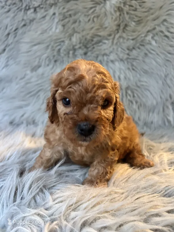 Apollo – Cavapoo puppy for sale in Clifton, KS