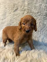 Annie, a female Goldendoodle for sale in Clifton, KS – Photo 4 of 4