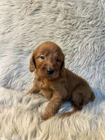 Annie, a female Goldendoodle for sale in Clifton, KS – Photo 3 of 4