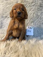 Annie, a female Goldendoodle for sale in Clifton, KS – Photo 2 of 4