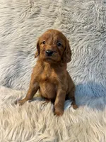 Annie, a female Goldendoodle for sale in Clifton, KS – Photo 1 of 4