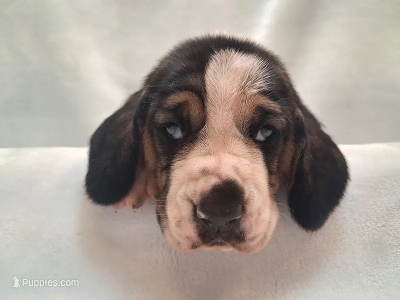 Darla – Basset Hound puppy for sale in Rocky, OK