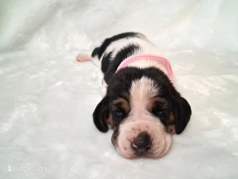 Darla – Basset Hound puppy for sale in Rocky, OK