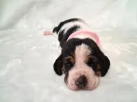 Darla, a female Basset Hound for sale in Rocky, OK – 1 of 4