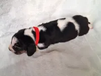 Alfalfa, a male Basset Hound for sale in Rocky, OK – 3 of 3