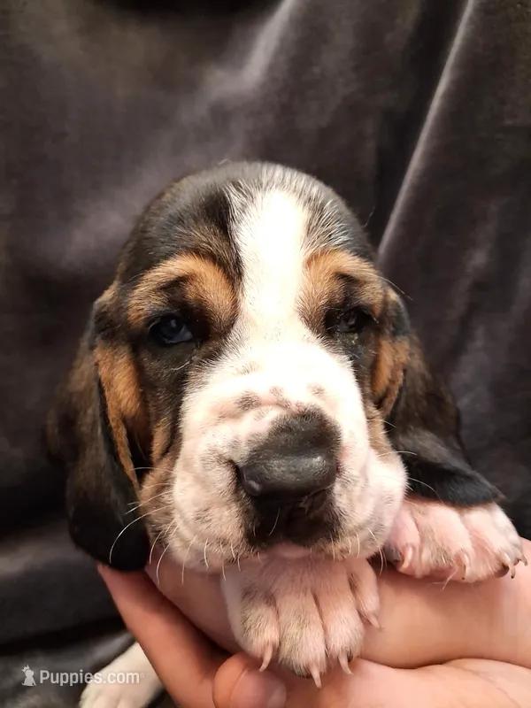Darla – Basset Hound puppy for sale in Rocky, OK