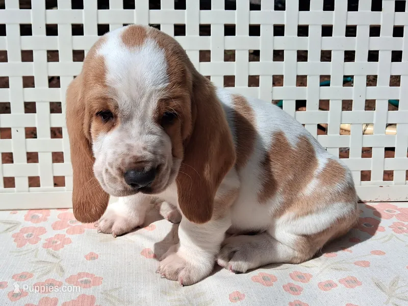Porky – Basset Hound puppy for sale in Rocky, OK