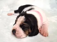 Darla, a female Basset Hound for sale in Rocky, OK – 2 of 4