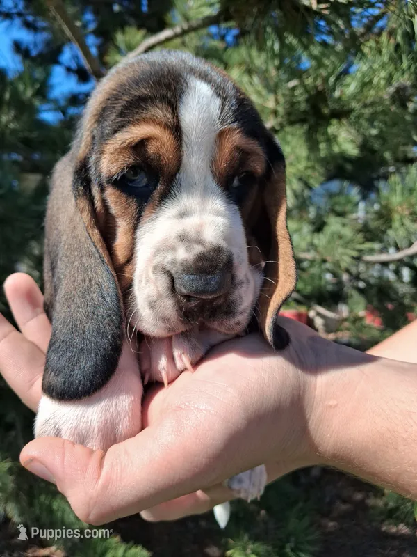 Darla – Basset Hound puppy for sale in Rocky, OK