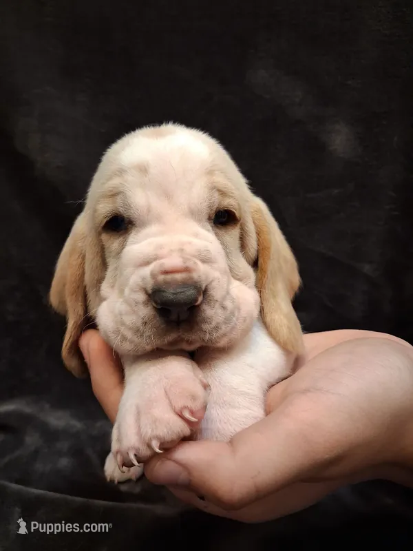 Spanky – Basset Hound puppy for sale in Rocky, OK