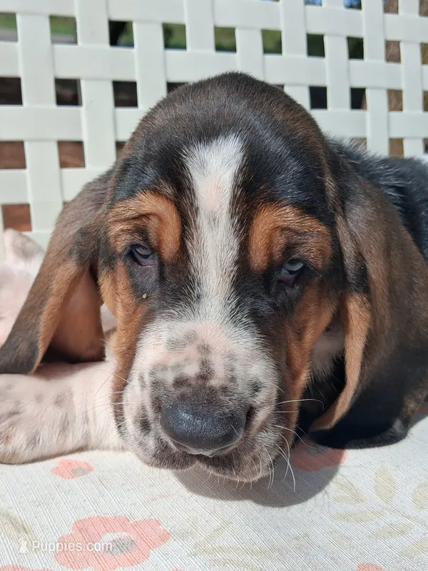 Alfalfa – Basset Hound puppy for sale in Rocky, OK