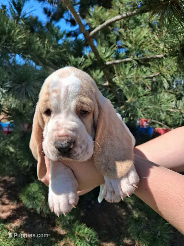 Spanky – Basset Hound puppy for sale in Rocky, OK