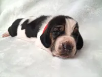Alfalfa, a male Basset Hound for sale in Rocky, OK – 2 of 3