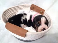 Darla, a female Basset Hound for sale in Rocky, OK – 3 of 4