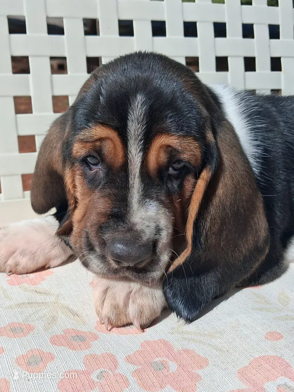 Jane – Basset Hound puppy for sale in Rocky, OK